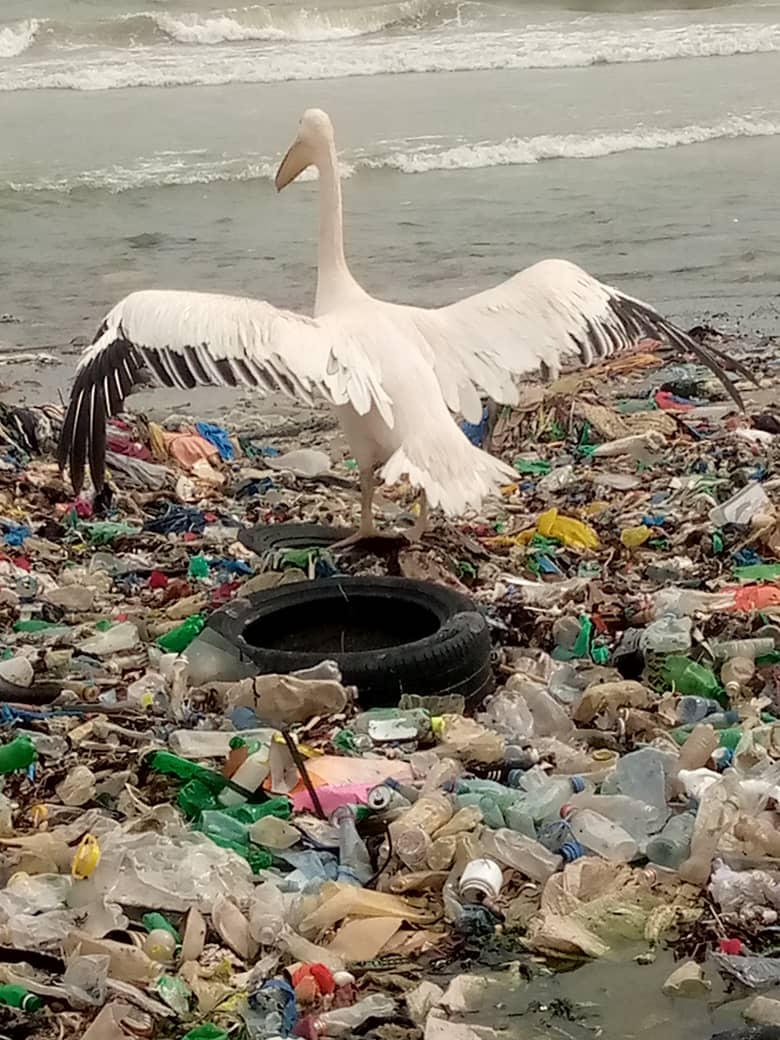 Une large palette de la pollution marine au large des côtes de Rufisque : Voici ce qu’il faudrait comprendre